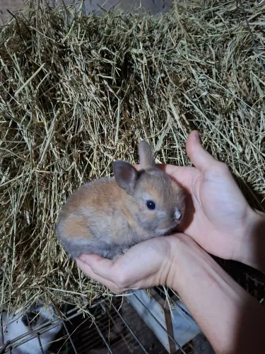 Filhote de coelho anão menor raça