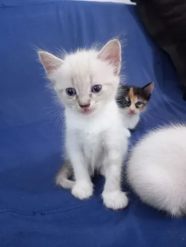 Gatos filhotes 