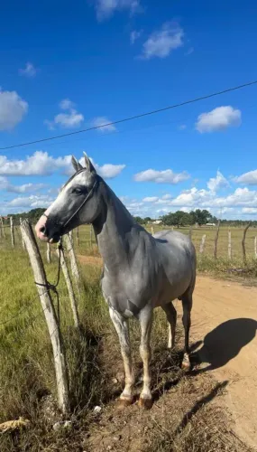 Cavalo mangalarga marchador
