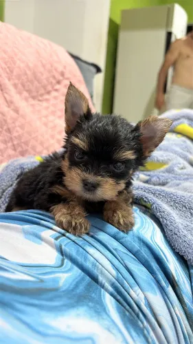 Yorkshire Terrier