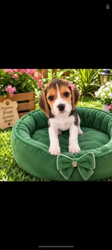 Disponível filhote de Beagle