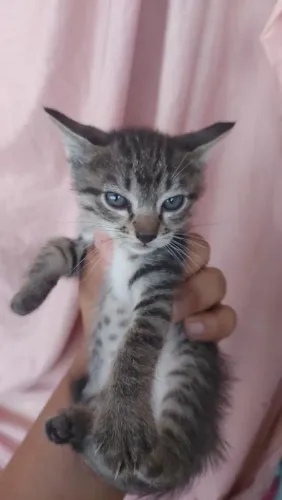 Gatinhos Disponíveis Para Adoção 