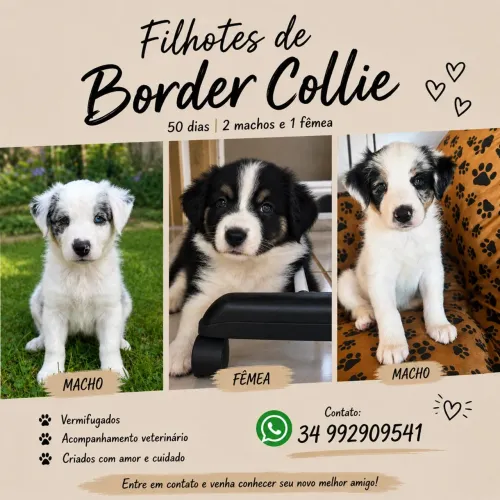 Filhotes de Border Collie disponíveis!