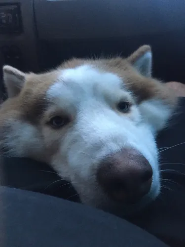 Husky procura namorada 