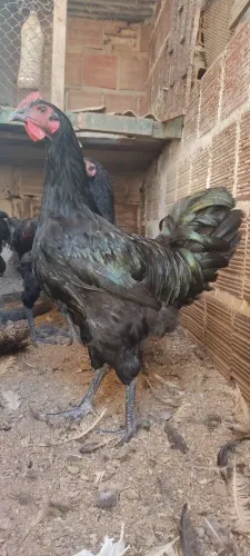 Gigante negro de Jersey com 4 meses