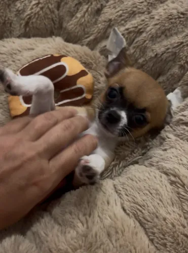 Chihuahua macho