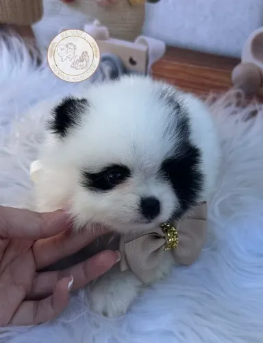 Machinho Spitz alemão (Lulu da pomerânia)