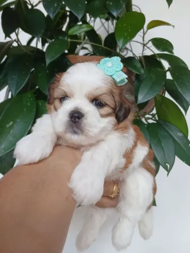 Maravilhosa LHASA APSO