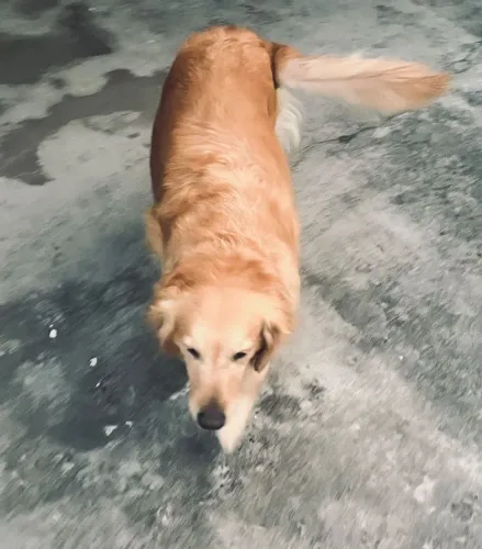 Cadela a procura de namorado!