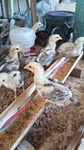 Vende se pintinhos caipira