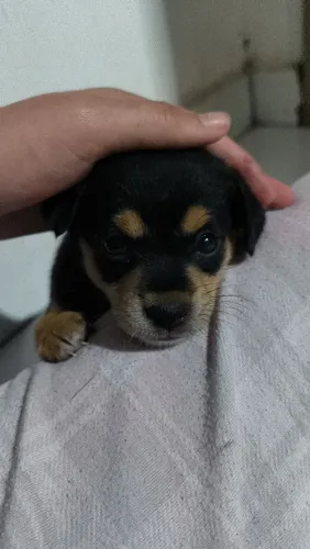 Doação filhote cachorro