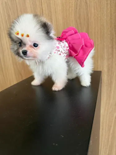 Lulu da Pomerania MINIATURA