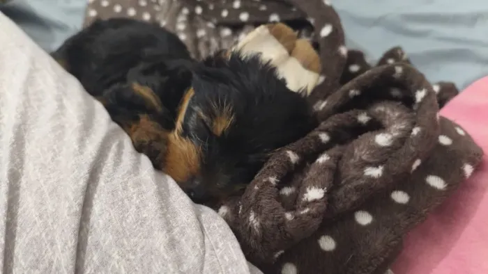 Cachorra femea yorkshire pequena