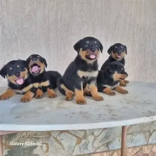 Rottweiler cabeça de touro machos lindos raça pura 