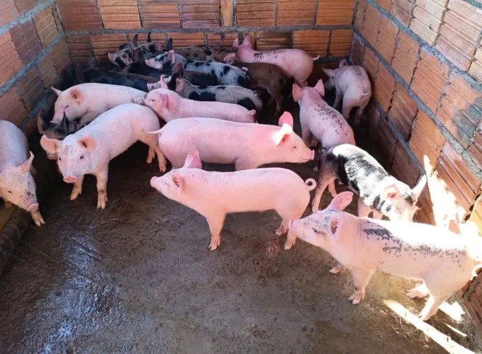 Leitões a venda