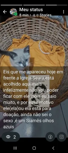 Doação de um filhote Siamês