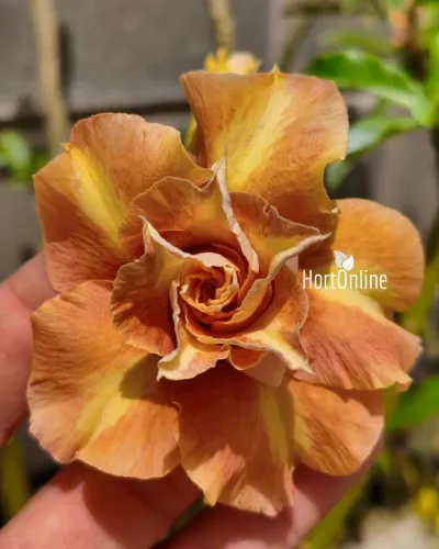 Rosa do deserto - flor exótica (cor salmão/laranja )