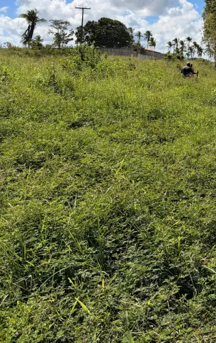 Aluguel de pasto