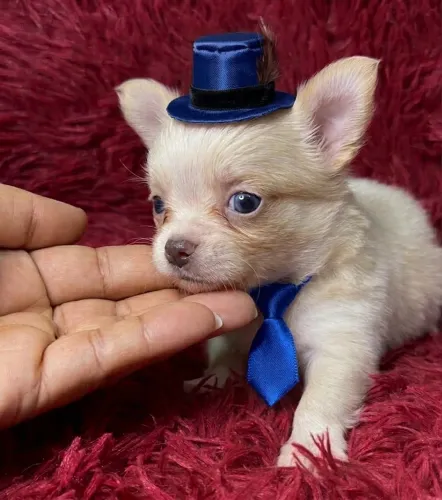VENDA CHIHUAHUA PELO LONGO