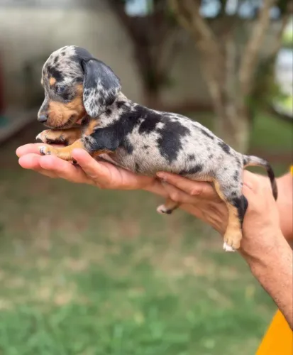 Filhote de Dachshund - Salsicha - Basset