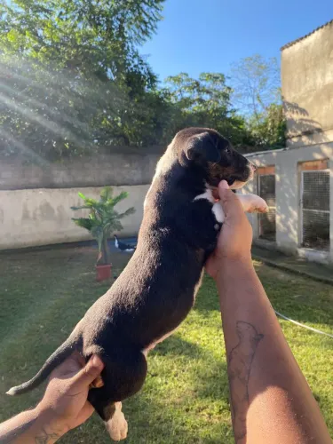 Bull Terrier inglês 