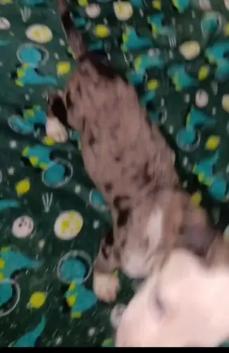 Venda de cachorro 