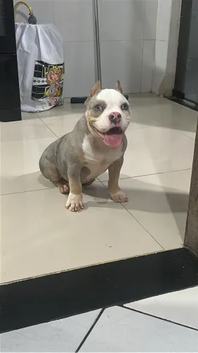 American bully pocket 