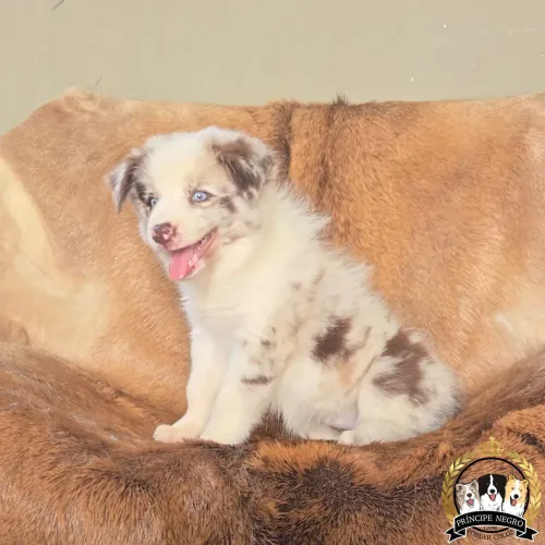 Filhote Border Collie 