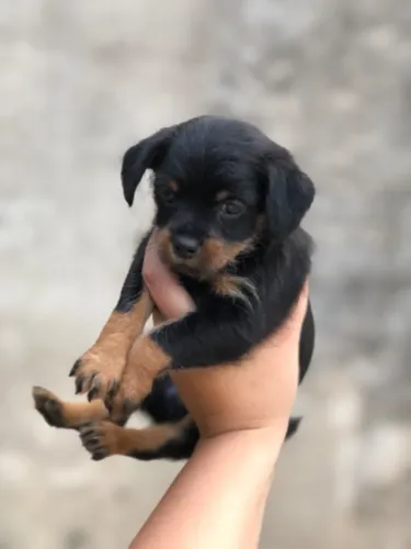 Shihtzu