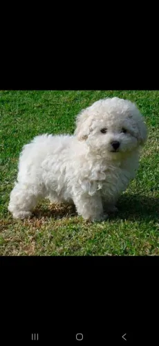 Lindos filhotes de poodle