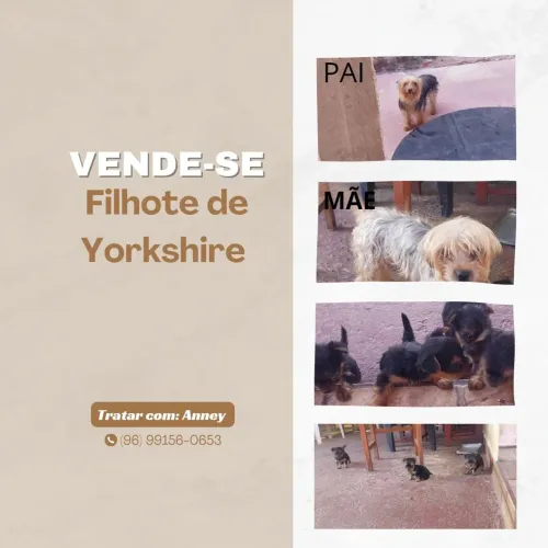 Vendo filhote de yorkshire 