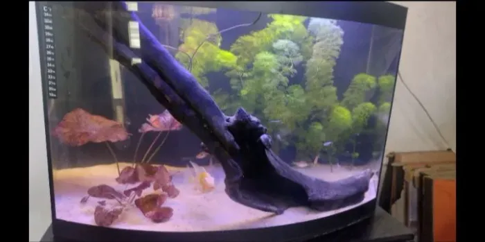 Aquário curvo 100 L COMPLETO