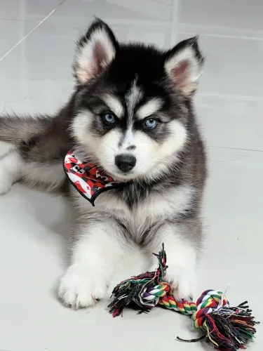 Husky Siberiano com Pedigree