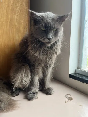 Maine coon