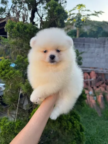Spitz branquinho 