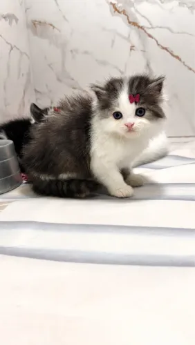Lindos Gatinhos Angoras Disponíveis