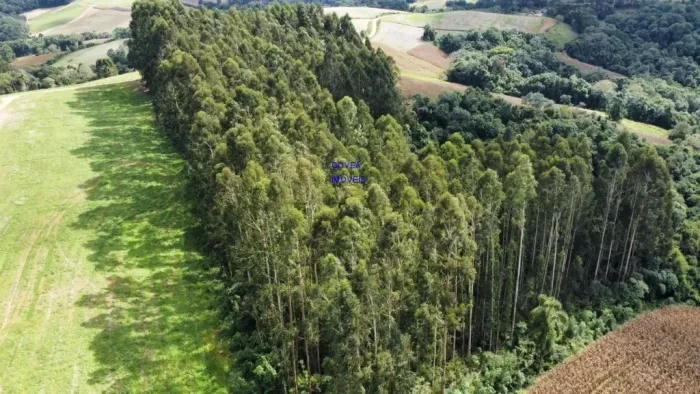 CHÁCARA 24.000M² EM CONTENDA, COM EUCALIPTOS DE 18 ANOS, ACEITA TROCA POR IMÓVEL URBANO, C