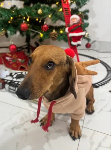 PROCURO DACHSHUND FÊMEA PRA CRUZAR 