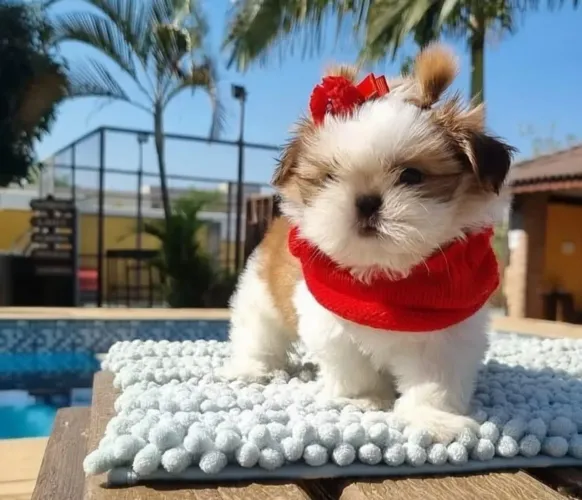 Shih tzu Mine