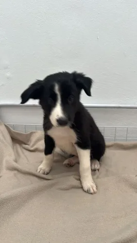 Border collie inteligência e amor em quatro patas