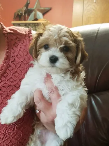 Lhasa Apso dia de promoção somente entrega hoje