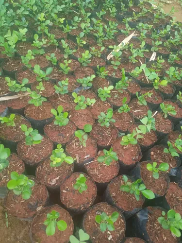 Vendo murta pra cerca viva APARTIR de 2reias 