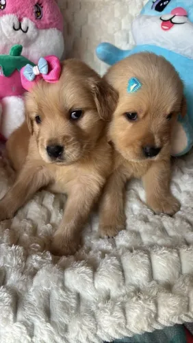 Promoção ultimos Golden Retriver macho e fêmea aceito cartão