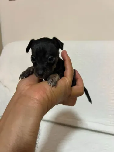 filhote de pinscher