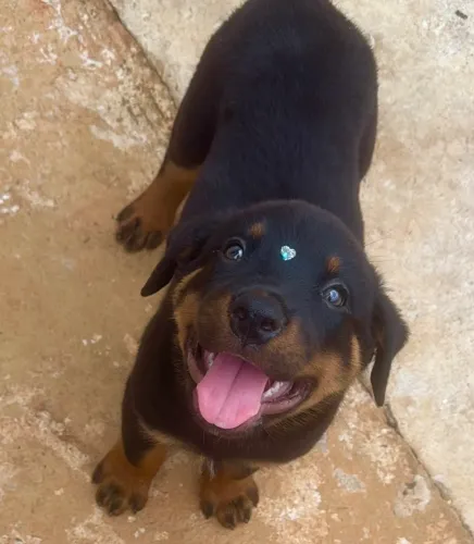 Rottweiler 