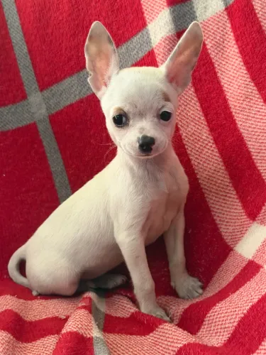 Chihuahua pelo curto fêmea parcelamos 18
