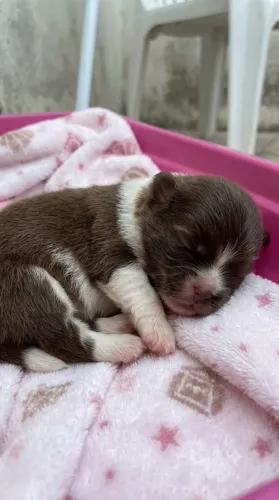 Lulu da Pomerânia fêmea chocolate