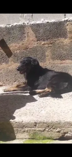 Doando essa Linda cachorra femea castrada super docil