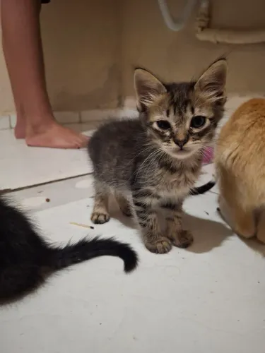 Doacao de gatinhos