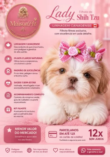 Shih tzu femea disponível